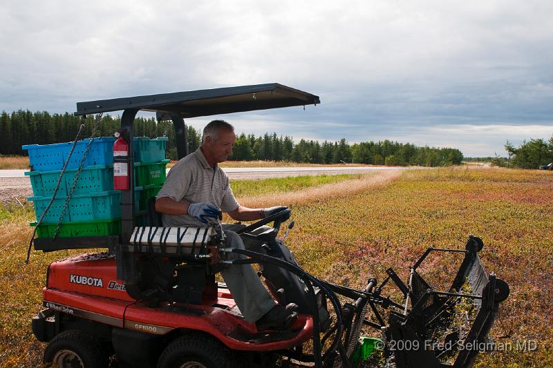 20090829_132701 D3.jpg - Blueberries, Lake St Jean Region